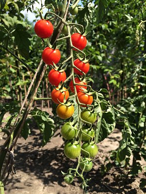 Ungarische Tomaten